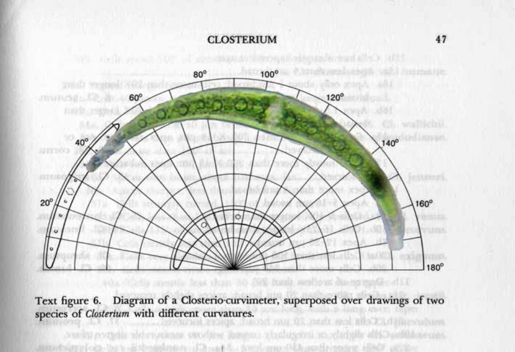 Tutti i miei Closterium